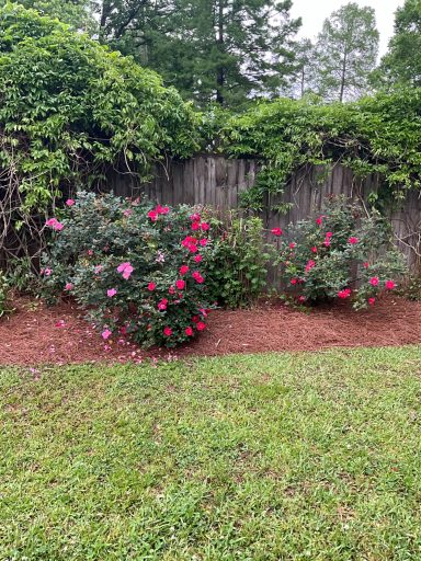Red Double Knock Out Roses along with a Pine Straw installed by Bleu Bish Landscaping LLC