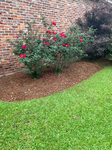 Rose Garden With Edging