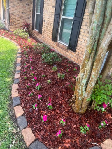 Pink flowers in a Flowerbed in Baton Rouge, La