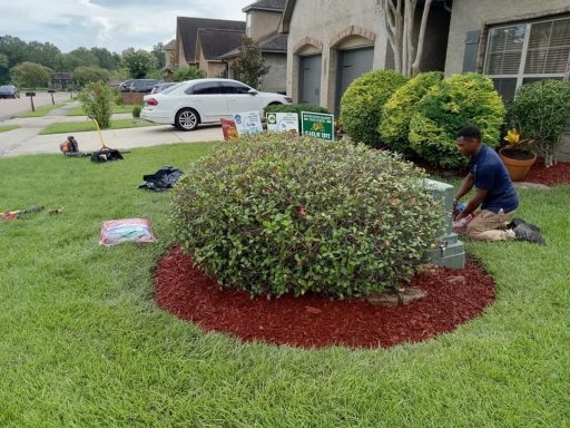 Round Japanese's Hawthorns bush with red mulch installed and edged out.