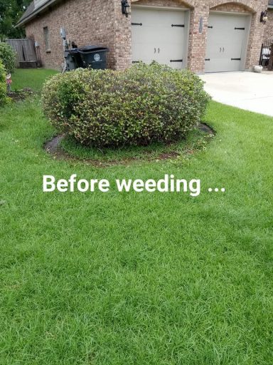 Weed Invaded Flowerbed Hawthorn Bush